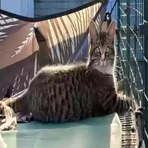 lost male cat biscuit