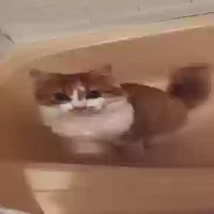 lost female cat ginger