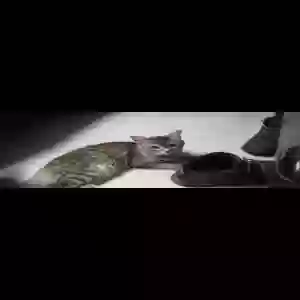 lost male cat shadow