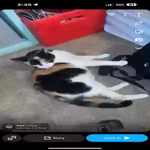 lost female cat twinkie
