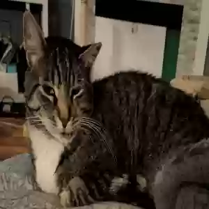 lost male cat twisty