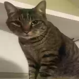 lost male cat archer