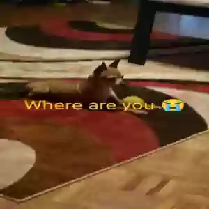 lost female dog chanel