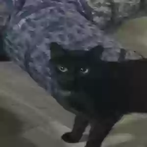 lost male cat midnight