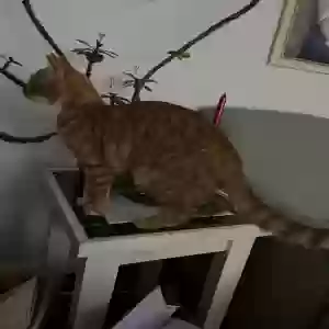 lost male cat vincent or vinny