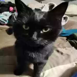 lost male cat honey