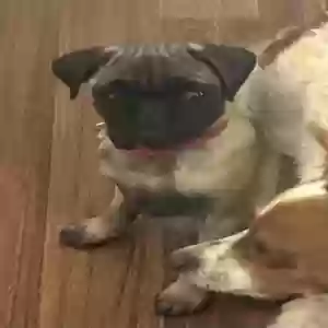 lost female dog coco