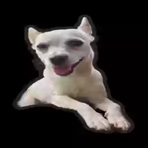 lost female dog blanca