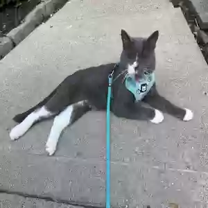 lost male cat shorty
