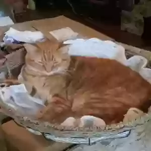 lost male cat romeo
