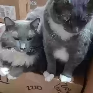 lost male cat silky