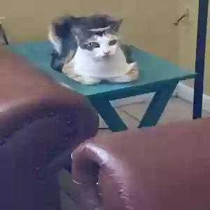 lost female cat pipsqueak