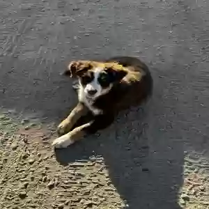 lost male dog maximus