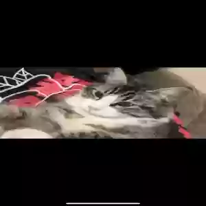 lost female cat pearl