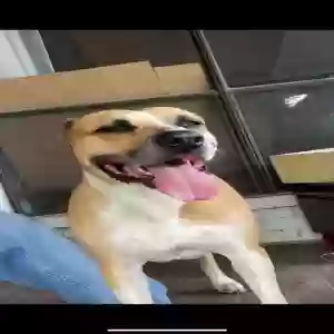 lost male dog max