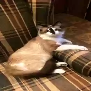 lost male cat blaze