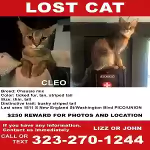 lost female cat cleo