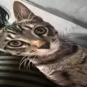 lost male cat tom