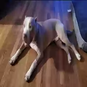 lost male dog archie mashburn