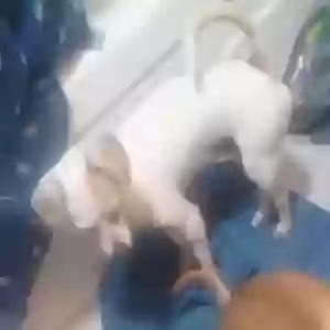 lost male dog lil man