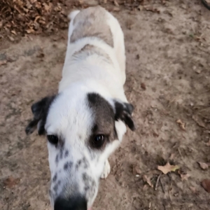 found male dog unknown