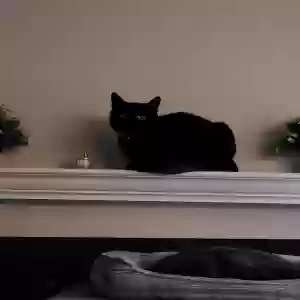 lost male cat unknown