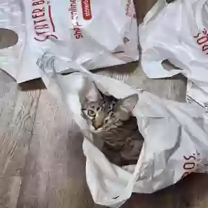 lost male cat sniper
