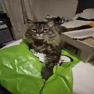 lost male cat minion