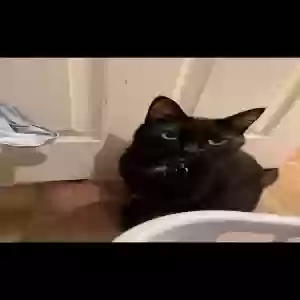 lost male cat nico