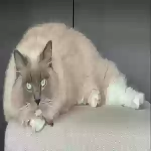 lost female cat aurora