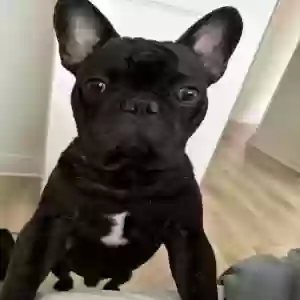 lost male dog moe