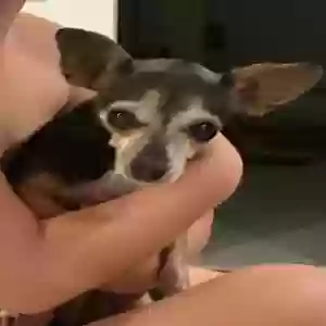 lost female dog coco