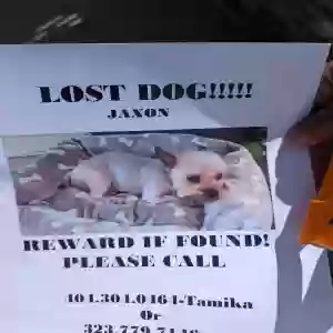 lost male dog jaxon