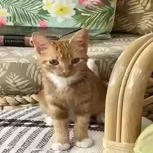 lost female cat ruby