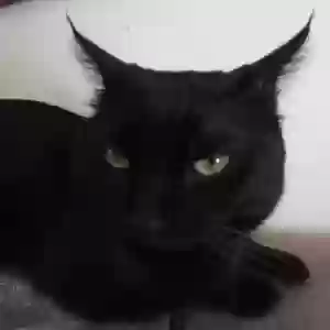 lost male cat plagg