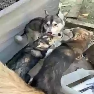 lost female dog athena