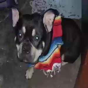 found male dog kane