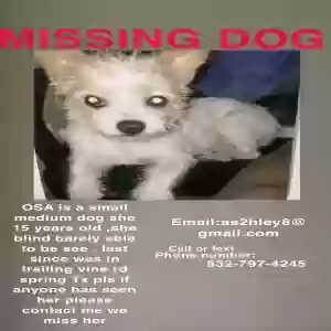 lost female dog osa