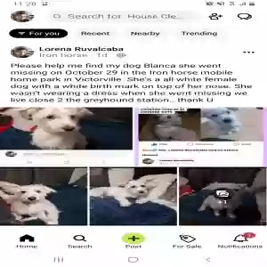 lost female dog blanca