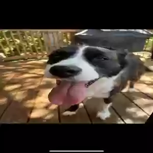 lost female dog wicket