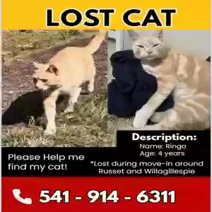 lost male cat ringo