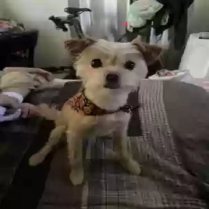 lost male dog pickles