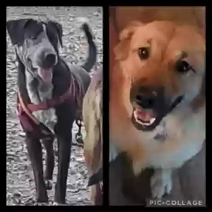 lost female dog ginger and joy
