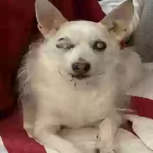 lost male dog prince
