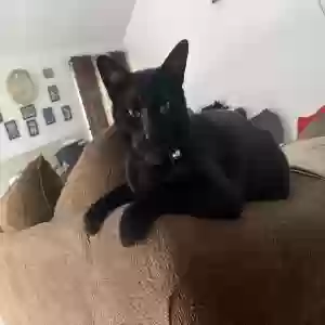 lost male cat ace