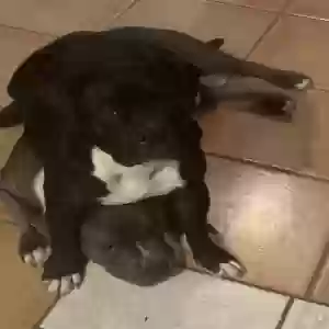 lost female dog matilda