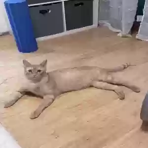 lost male cat cheeto
