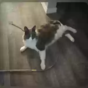 lost male cat rocco