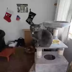 lost male cat buddy