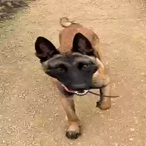 lost male dog rambo